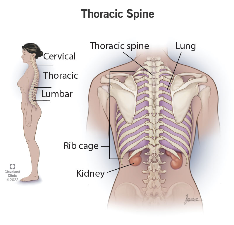 Thoracic Back Pain: Causes of Mid-Back Pain & Physiotherapy Treatment in Jaipur